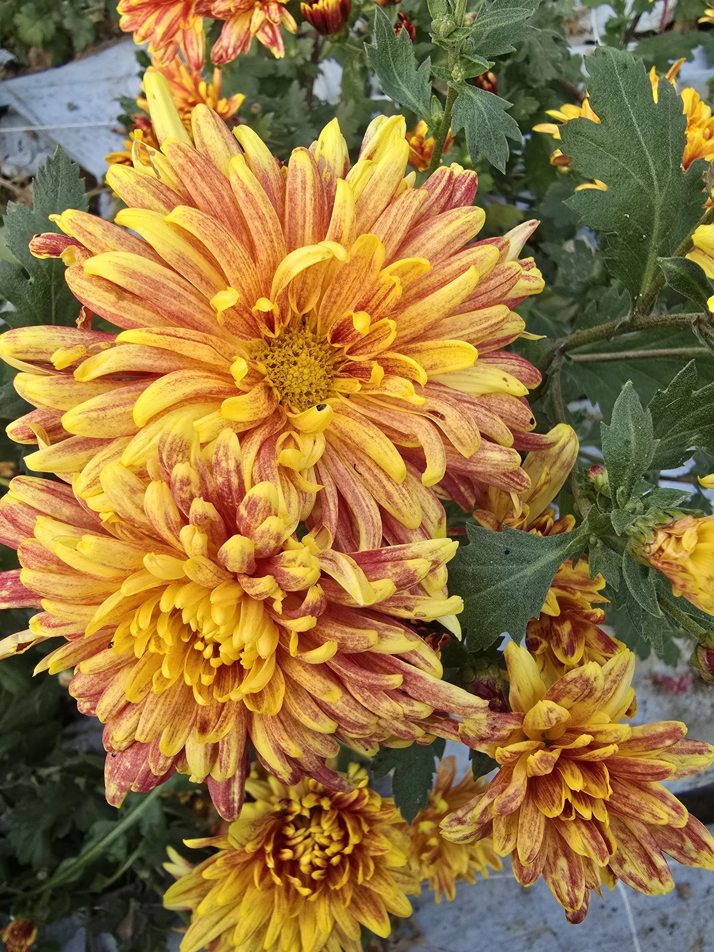 Kelvin Mandarin Heirloom Chrysanthemum Rooted Cutting — Goose